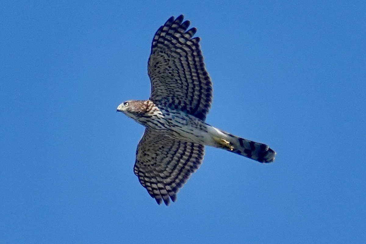Cooper's Hawk - ML642566594