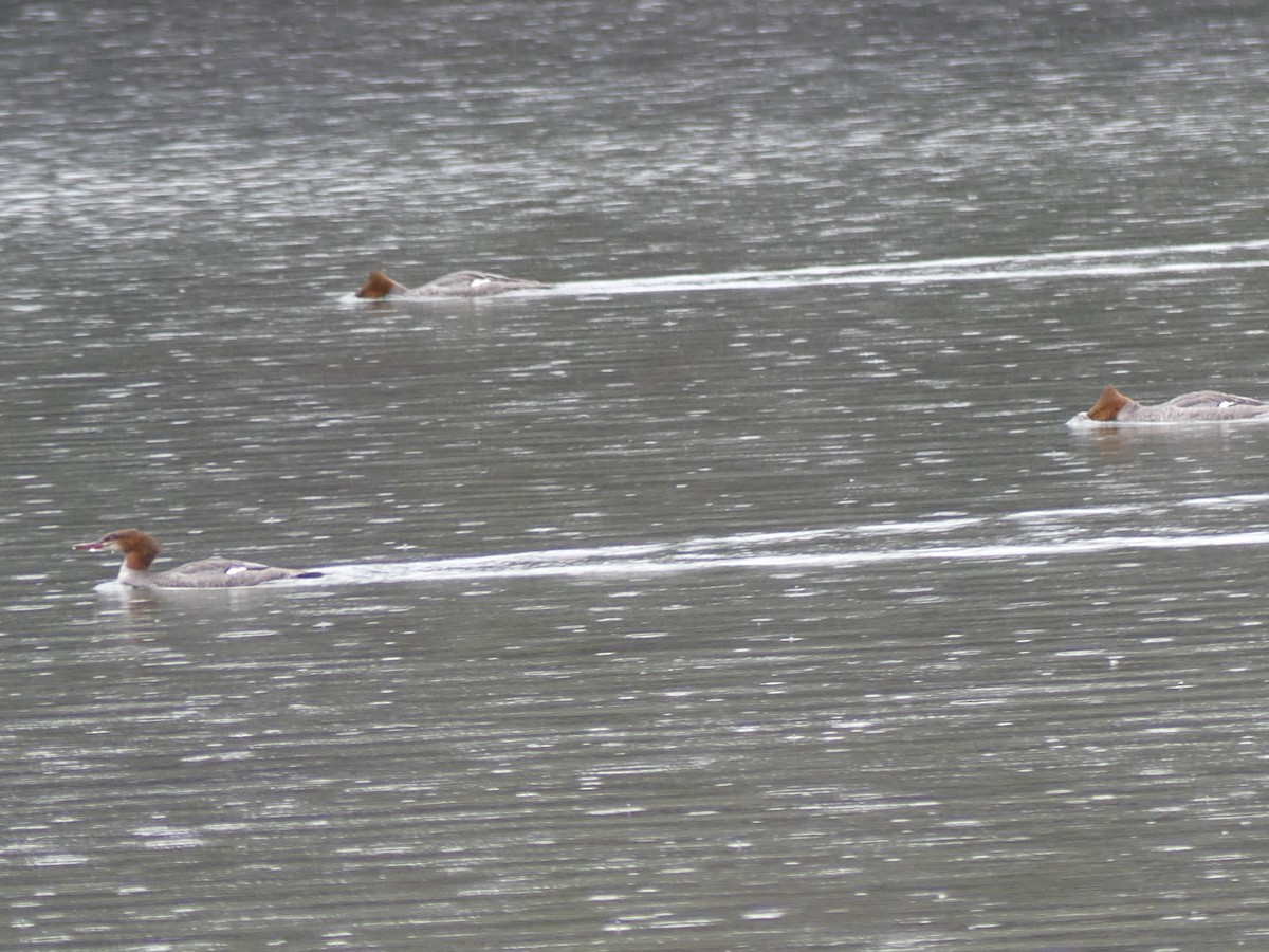 Common Merganser - ML642566620