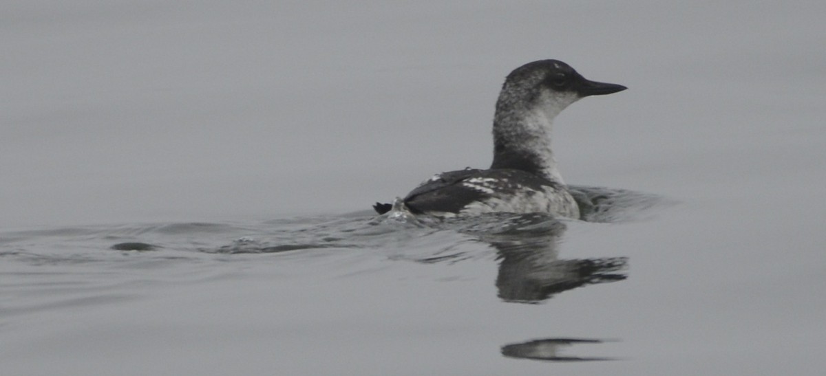 Guillemot colombin - ML642566625