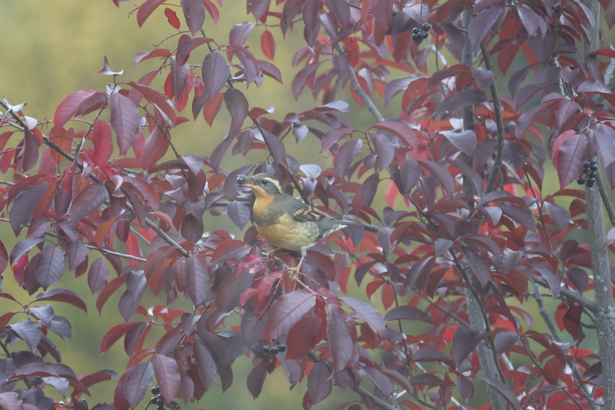 Varied Thrush - ML642566629