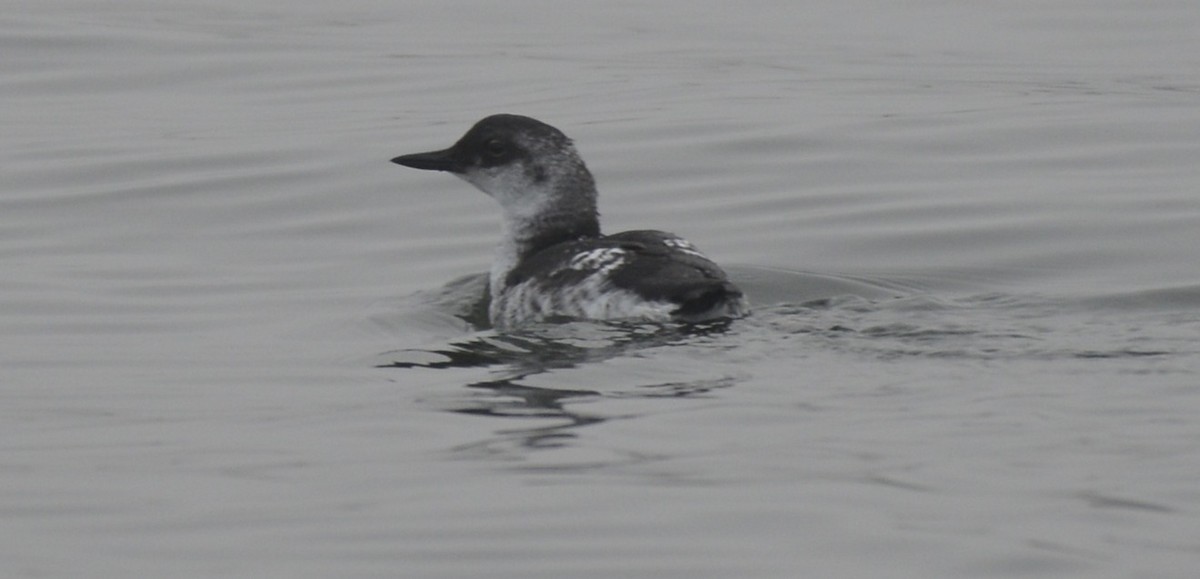 Guillemot colombin - ML642566634