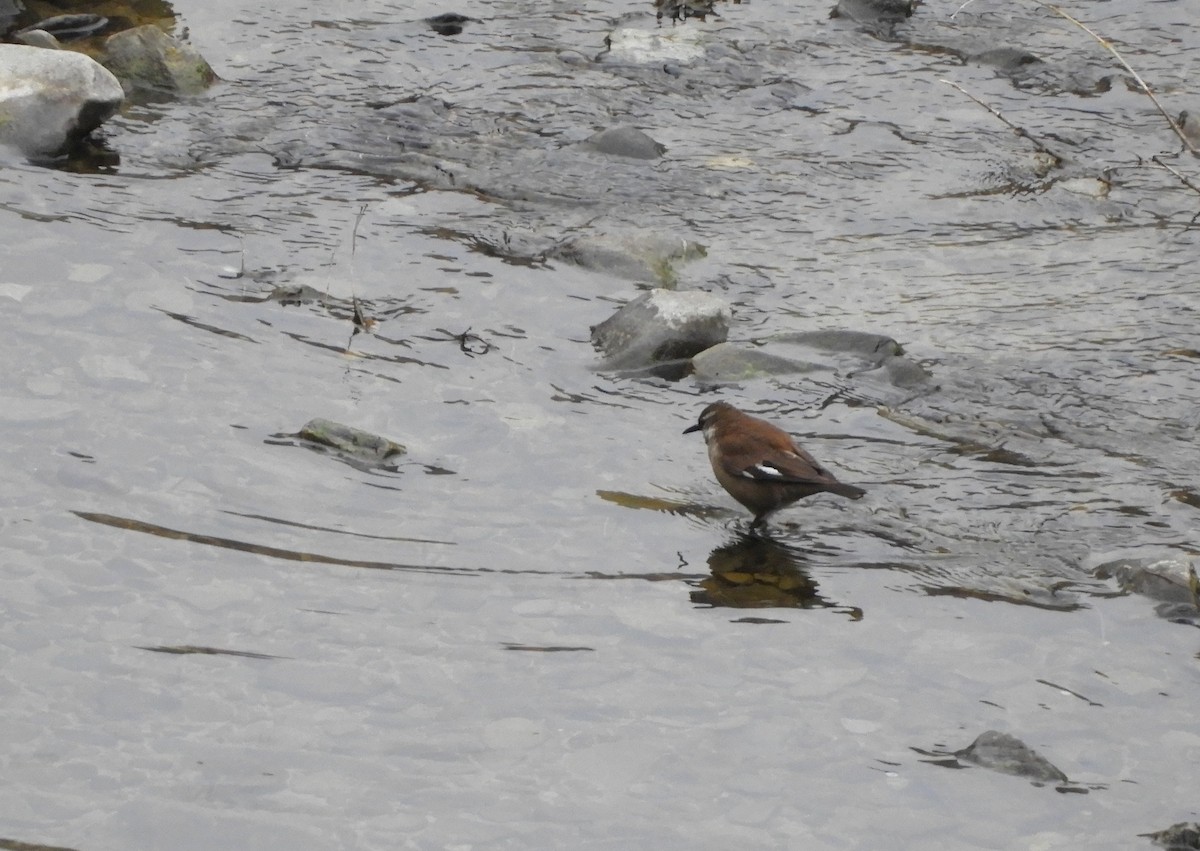 White-winged Cinclodes - ML642566675