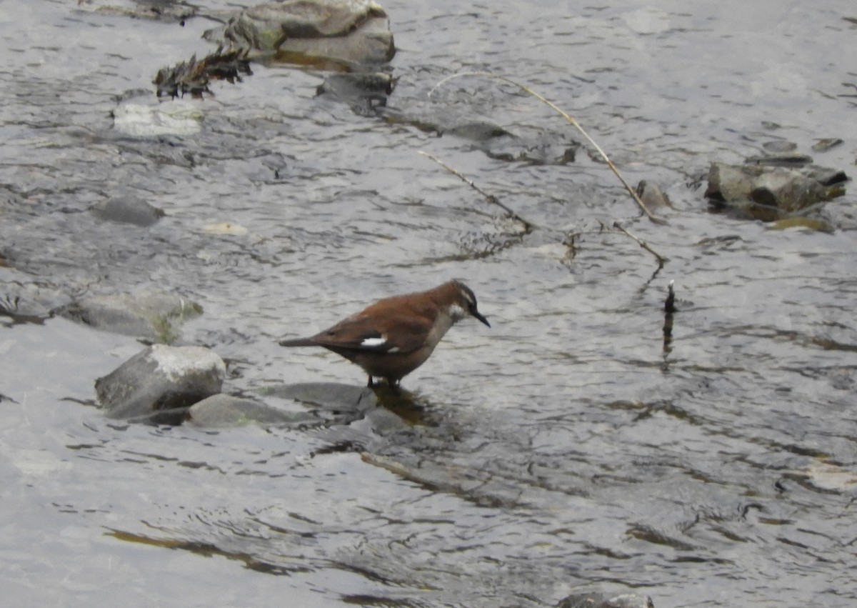 White-winged Cinclodes - ML642566676