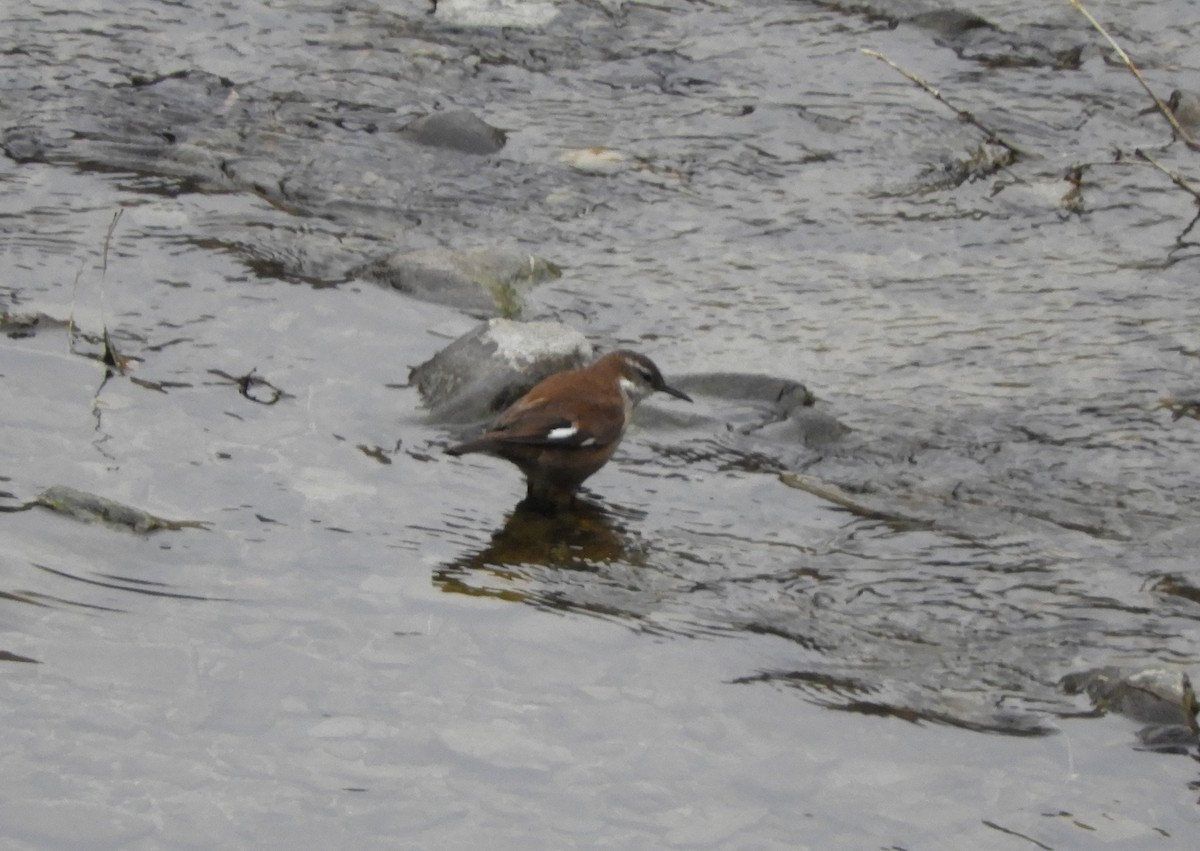 White-winged Cinclodes - ML642566677