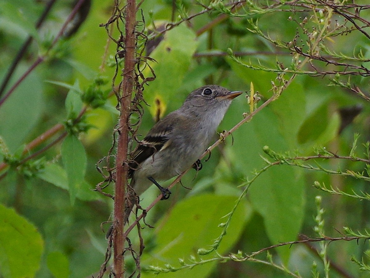 Empidonax sp. - ML642566750