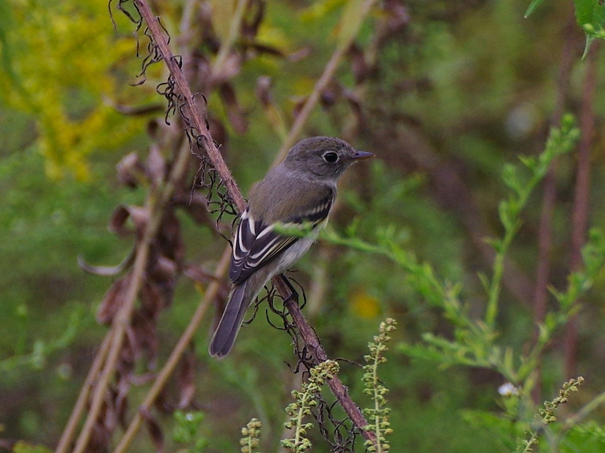 Empidonax sp. - ML642566751