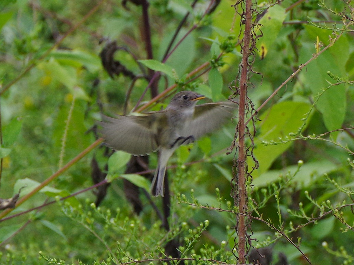 Empidonax sp. - ML642566752