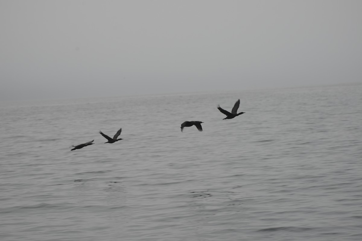 Brandt's Cormorant - ML642566766