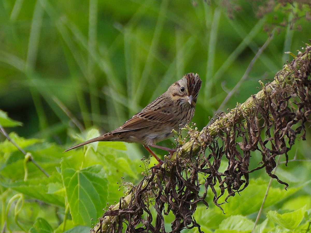 Lincoln's Sparrow - ML642566771