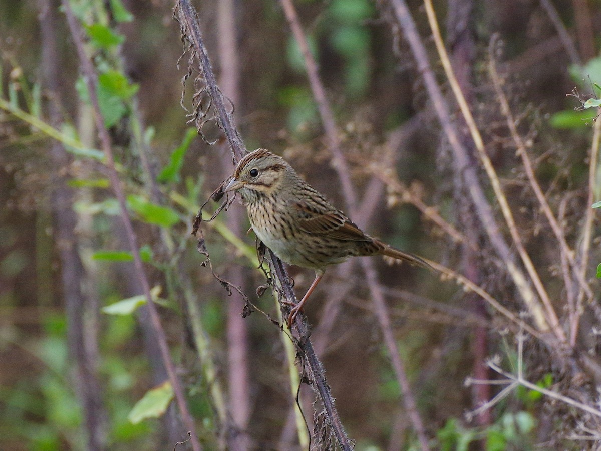 Lincoln's Sparrow - ML642566772