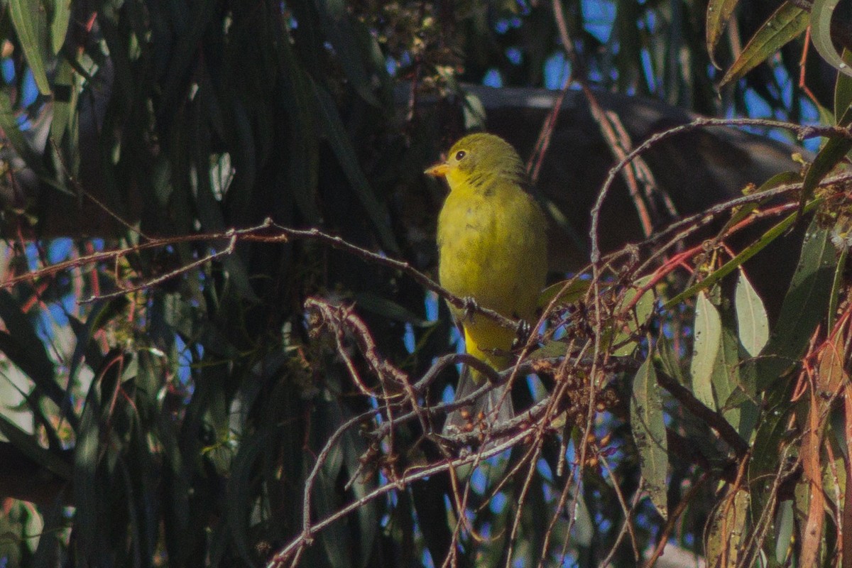 Western Tanager - ML642566773