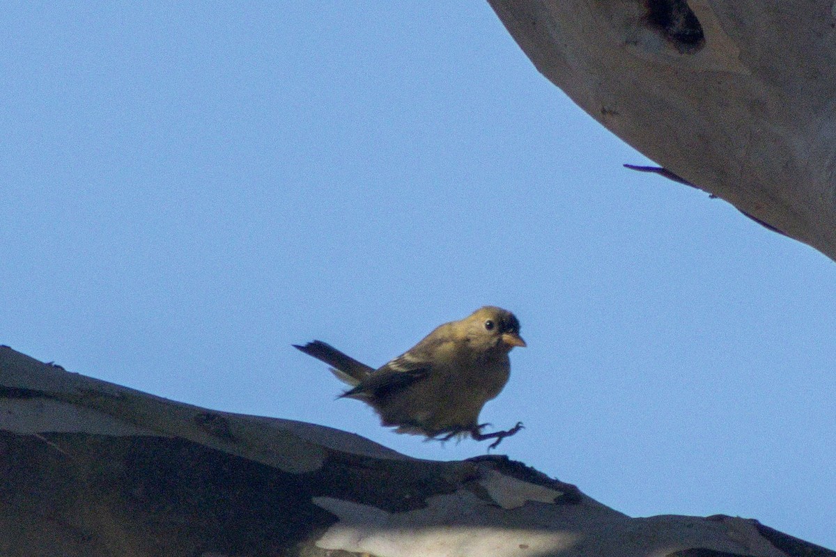 Western Tanager - ML642566774