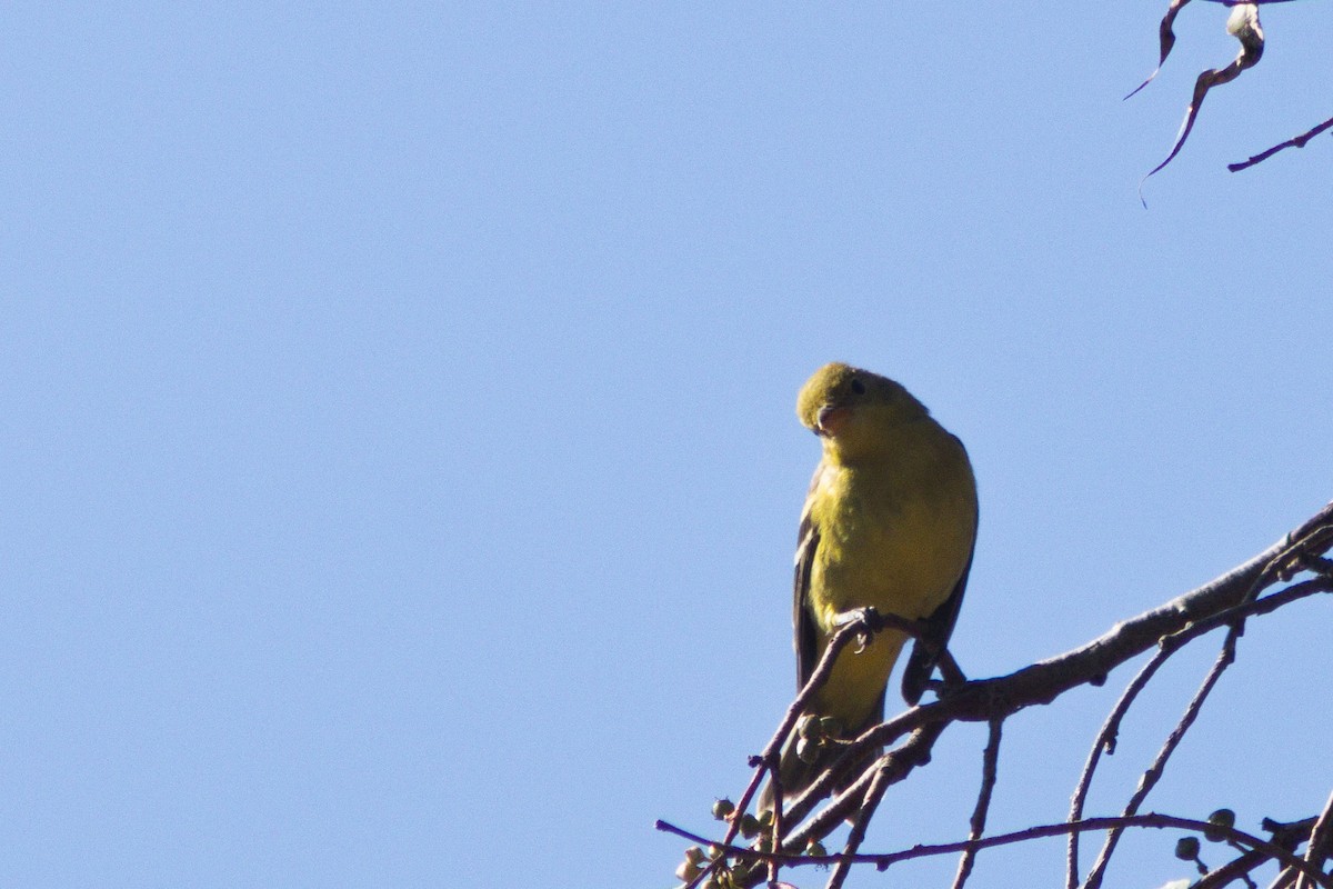 Western Tanager - ML642566775