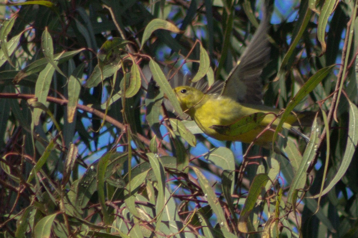 Western Tanager - ML642566776