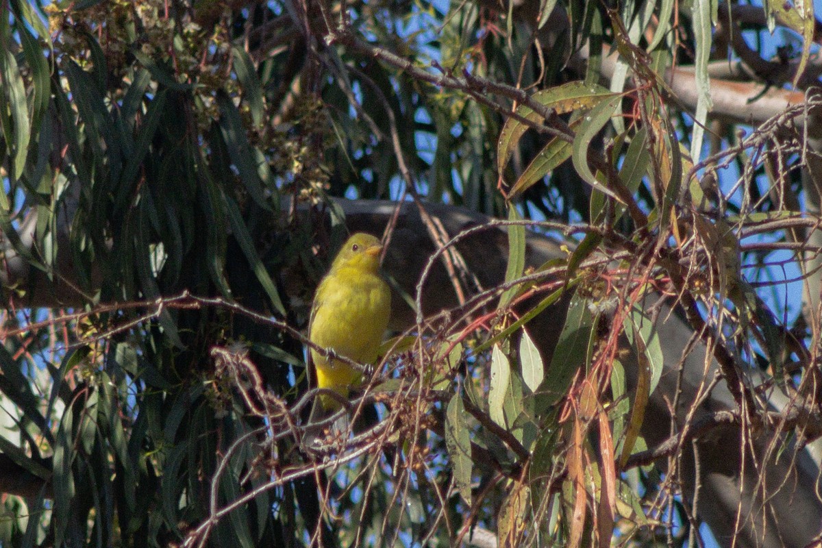 Western Tanager - ML642566777