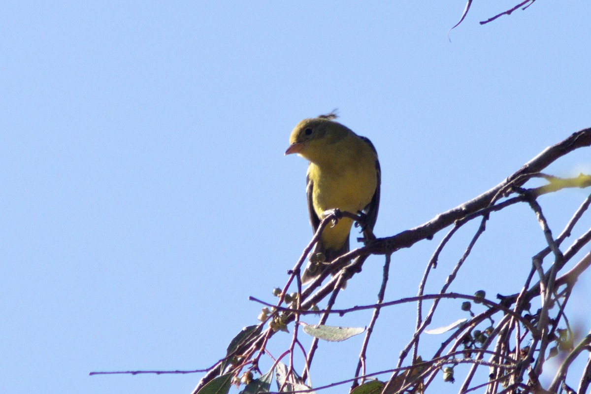 Western Tanager - ML642566778
