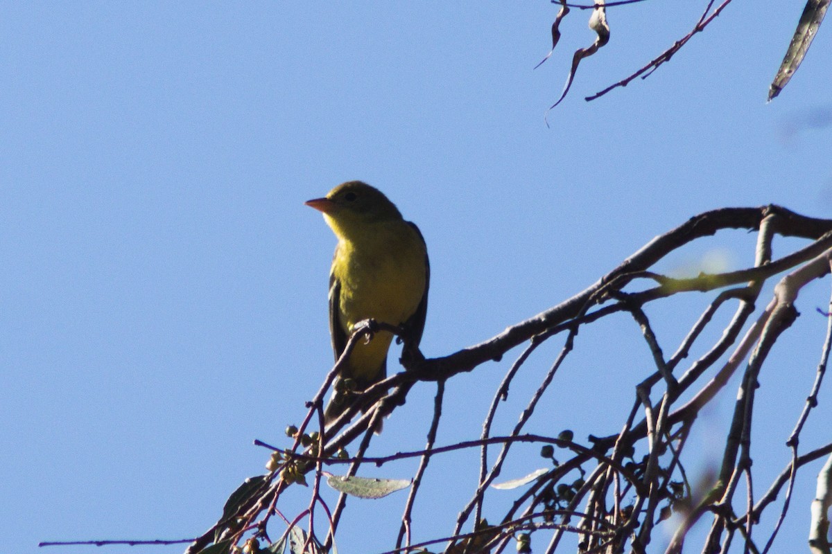 Western Tanager - ML642566779