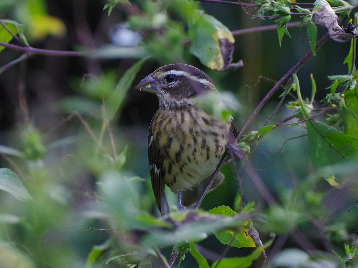 Rose-breasted Grosbeak - ML642566815