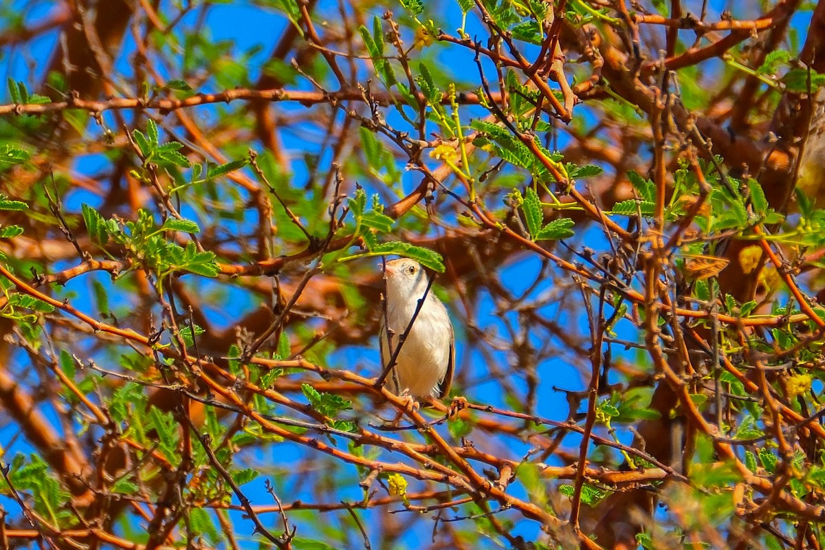 Graceful Prinia - ML642566833