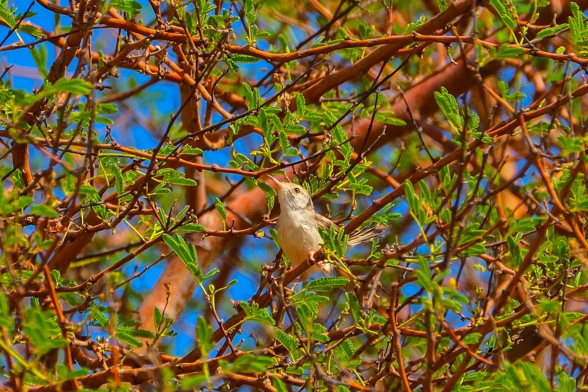 Graceful Prinia - ML642566834