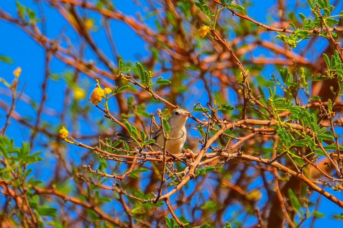 Graceful Prinia - ML642566835