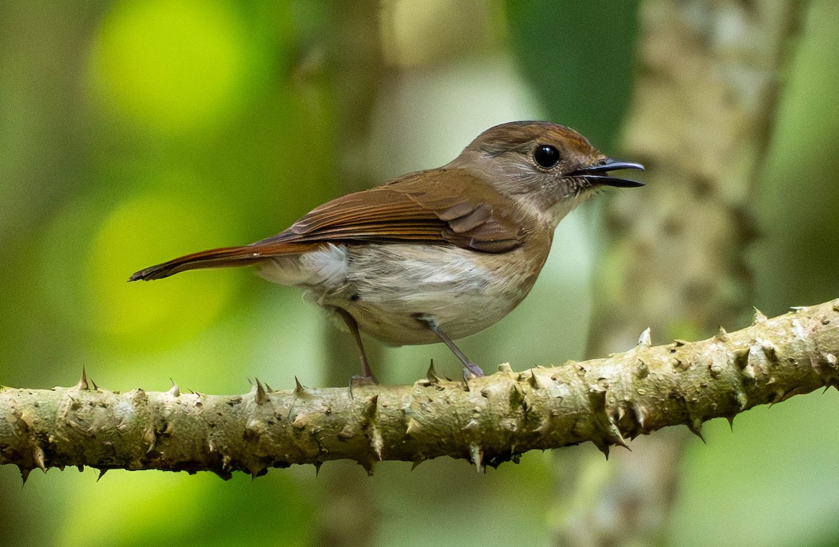 Papamoscas Dorsioliva - ML642566866