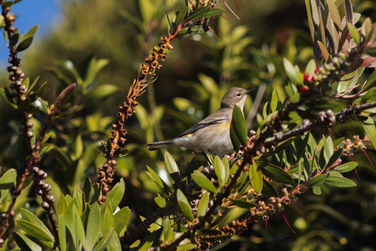Yellow-rumped Warbler - ML642566908