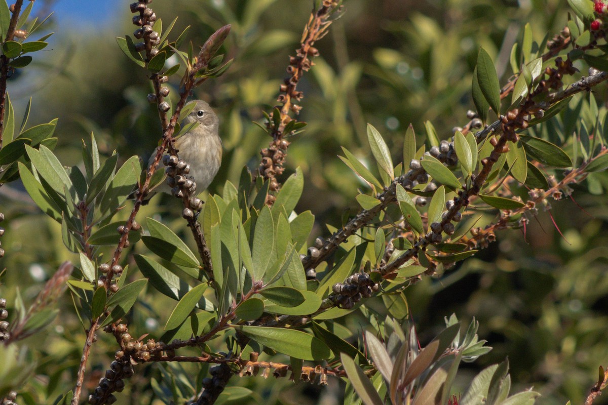 Yellow-rumped Warbler - ML642566909