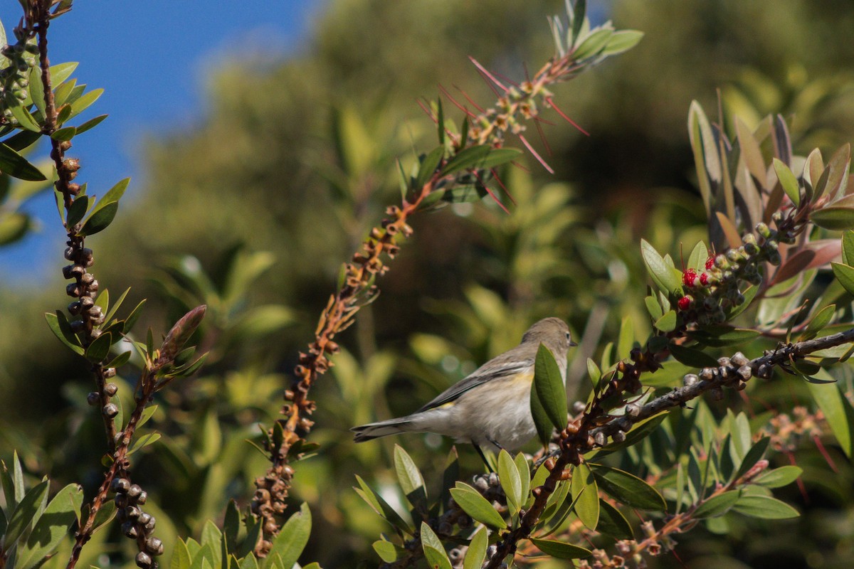Yellow-rumped Warbler - ML642566910