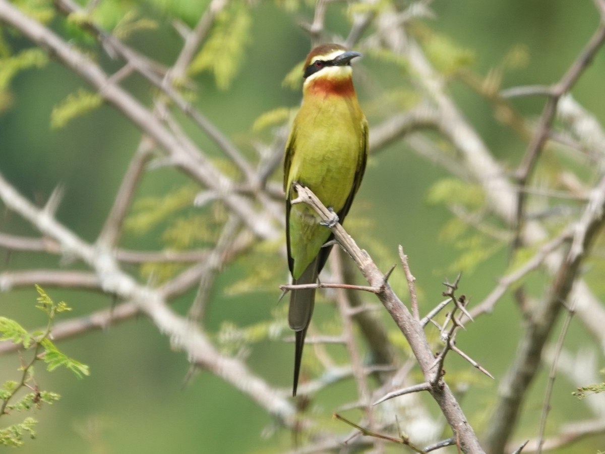 Olive Bee-eater - ML642566934