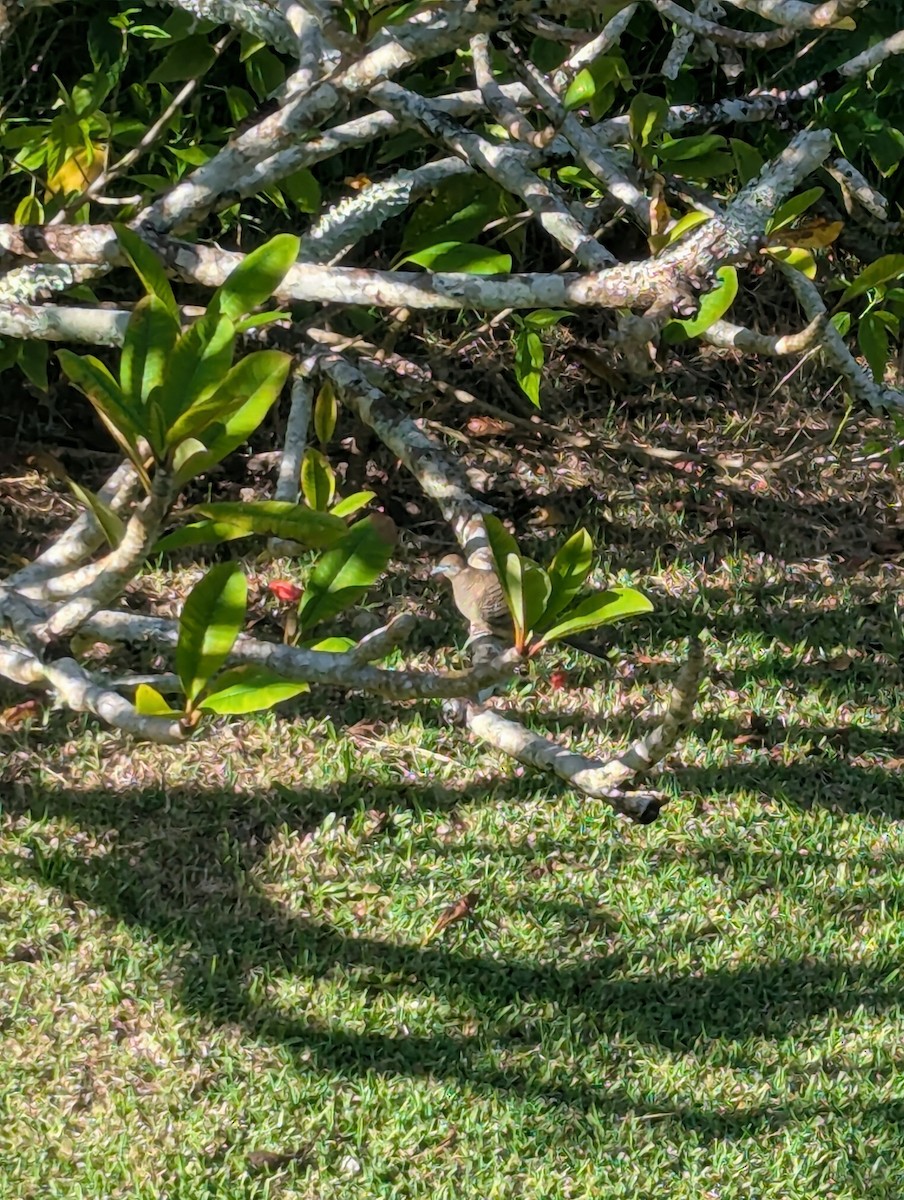 Zebra Dove - ML642566948
