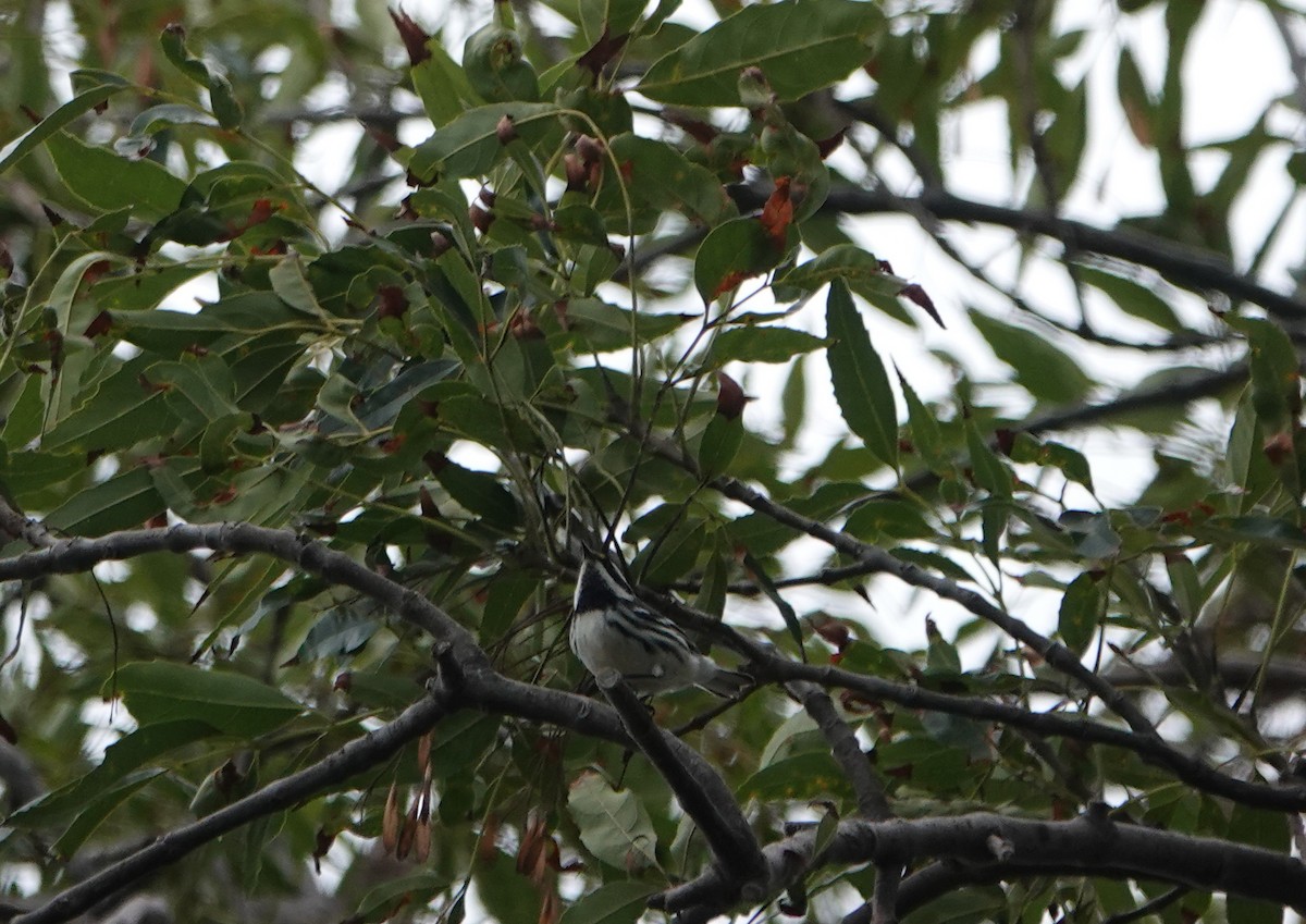 Black-throated Gray Warbler - ML642566950
