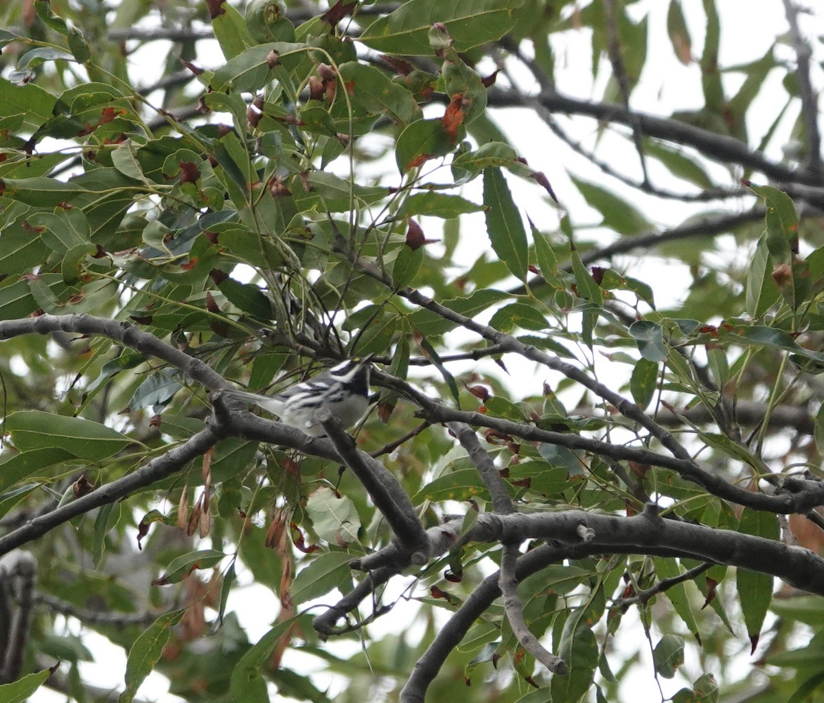 Black-throated Gray Warbler - ML642566951