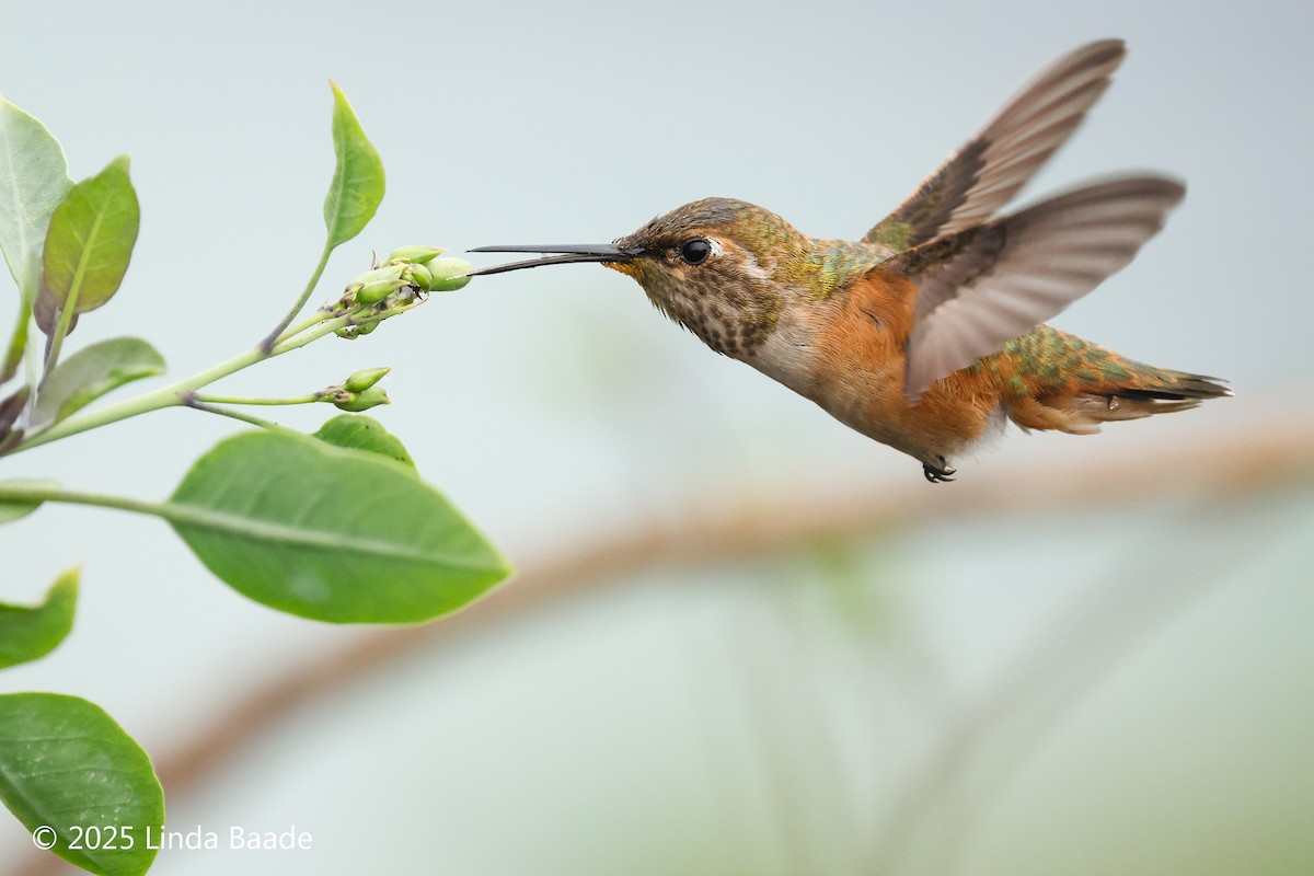 Allen's Hummingbird - ML642566974