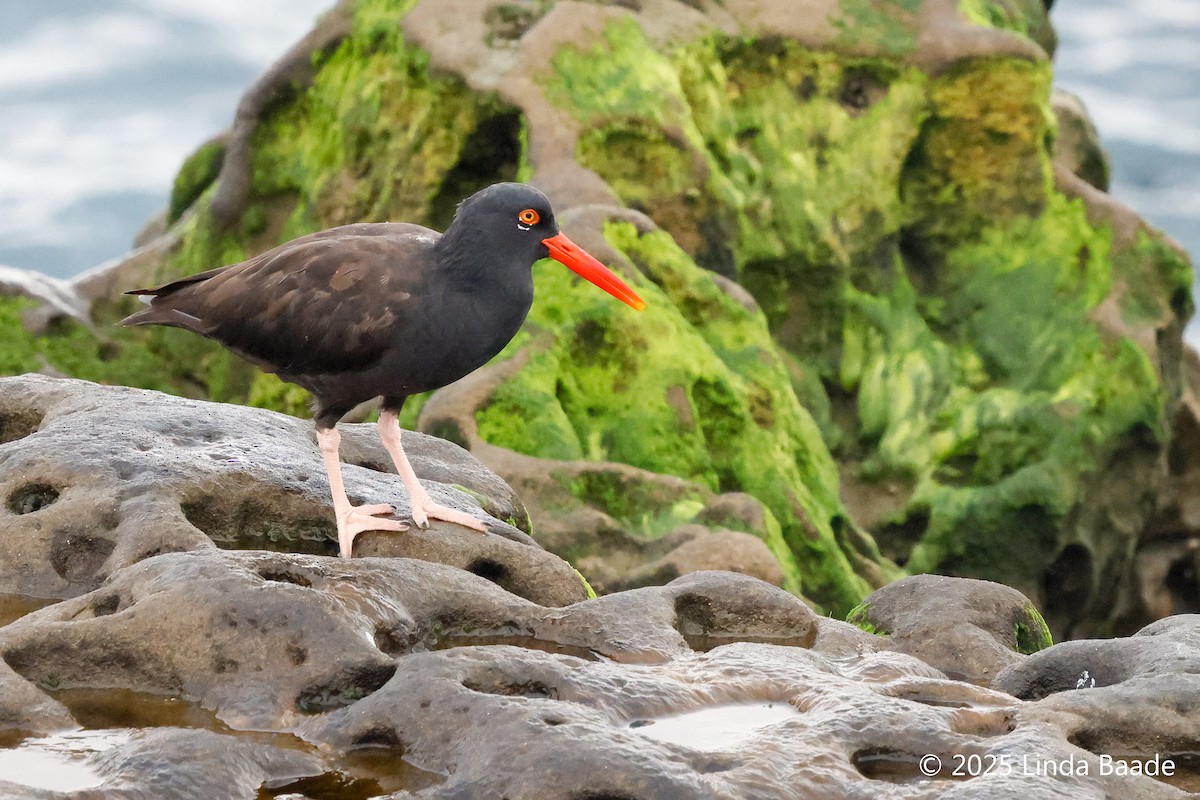 Black Oystercatcher - ML642566983