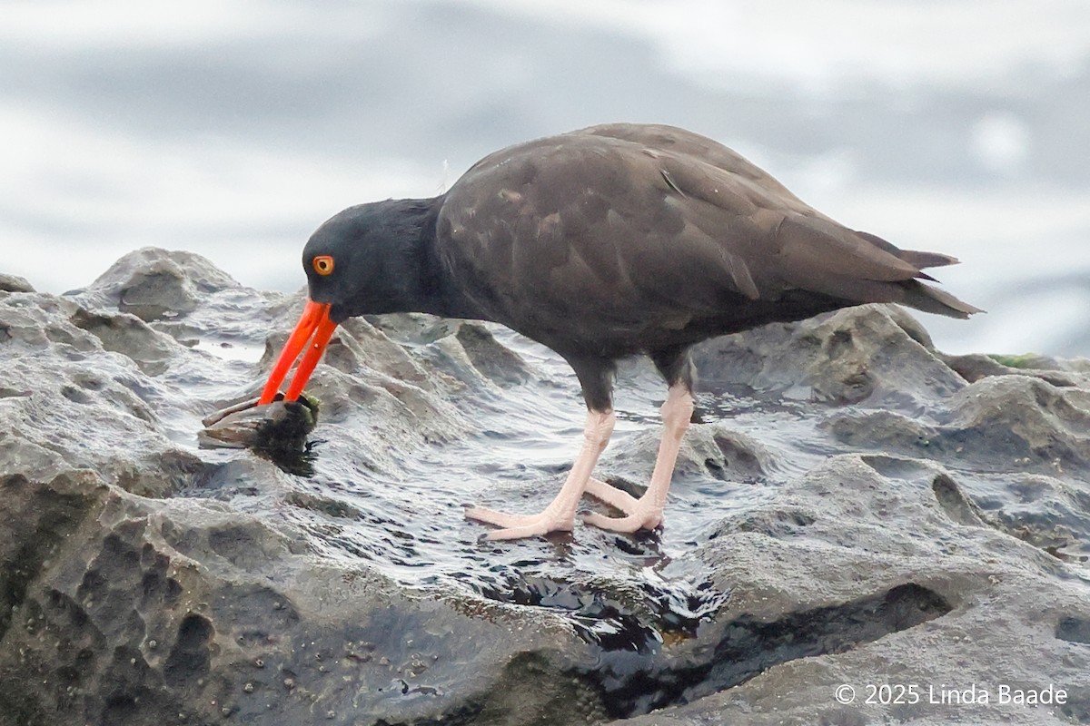 Black Oystercatcher - ML642566986