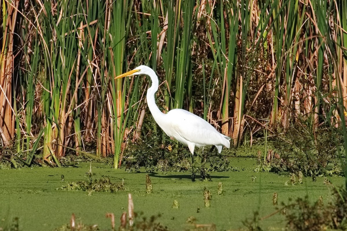 Great Egret - ML642566992