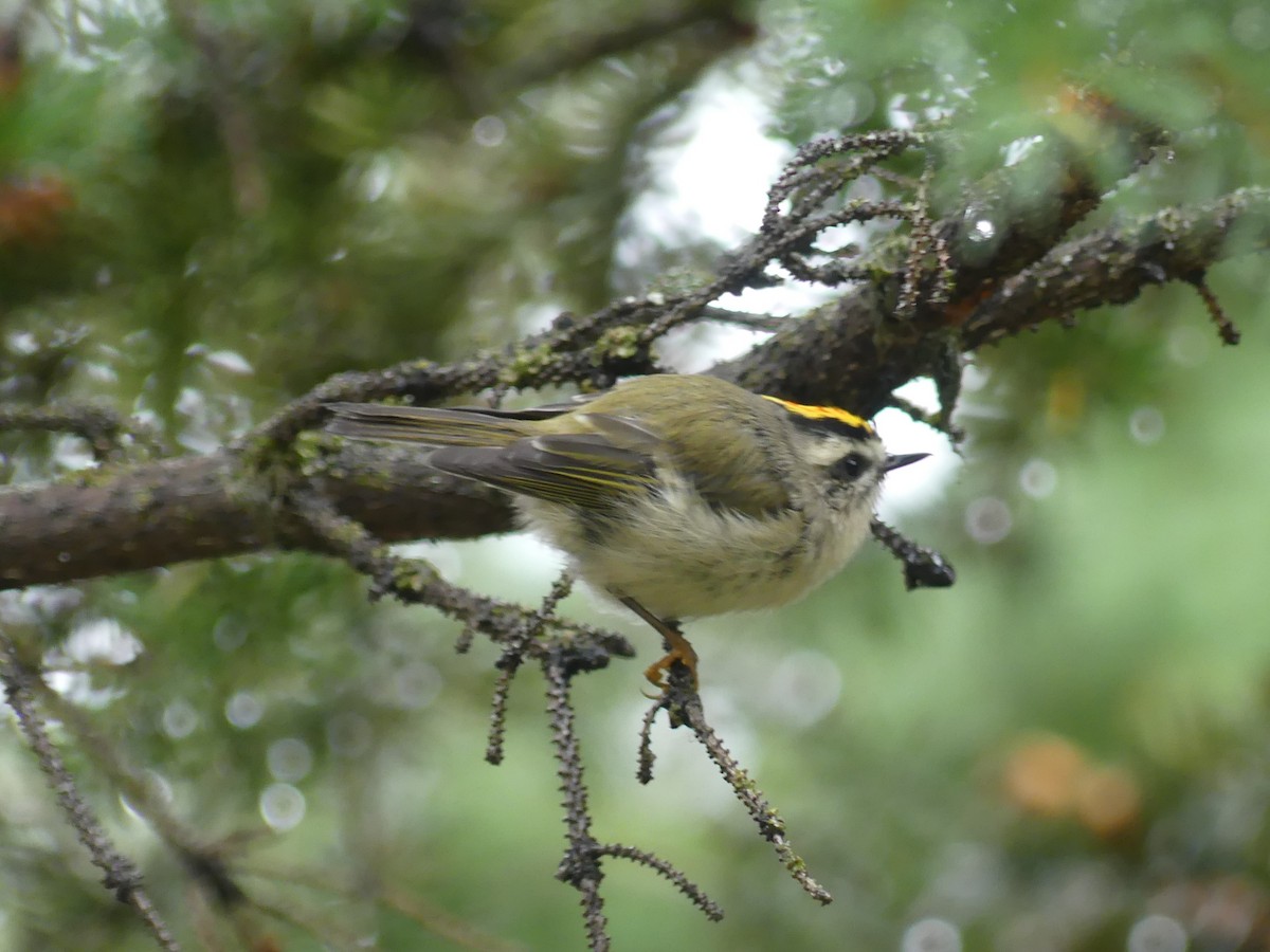 Golden-crowned Kinglet - ML642567005