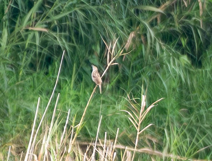 Striated Grassbird - ML642567039