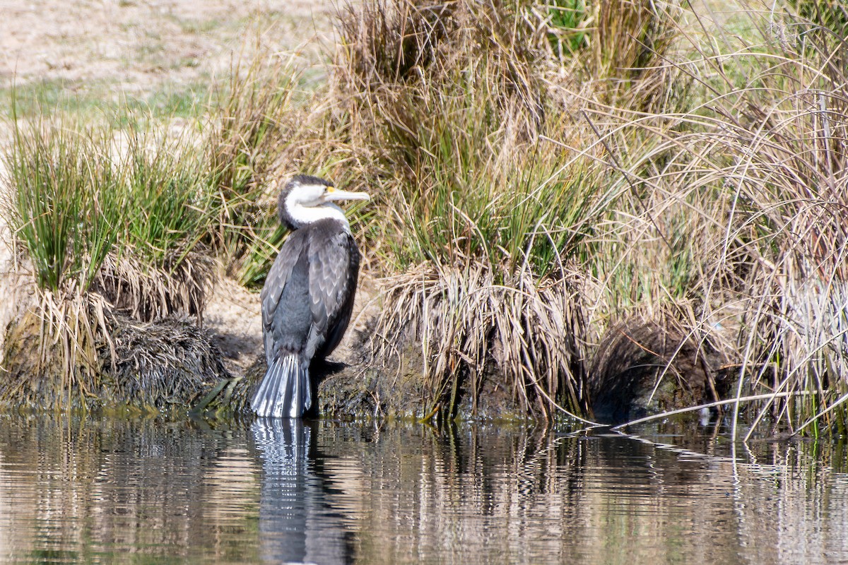 Pied Cormorant - ML642567053