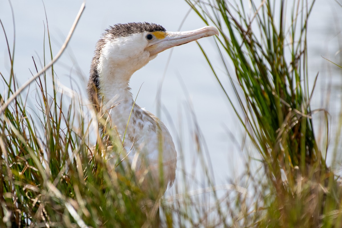 Pied Cormorant - ML642567054