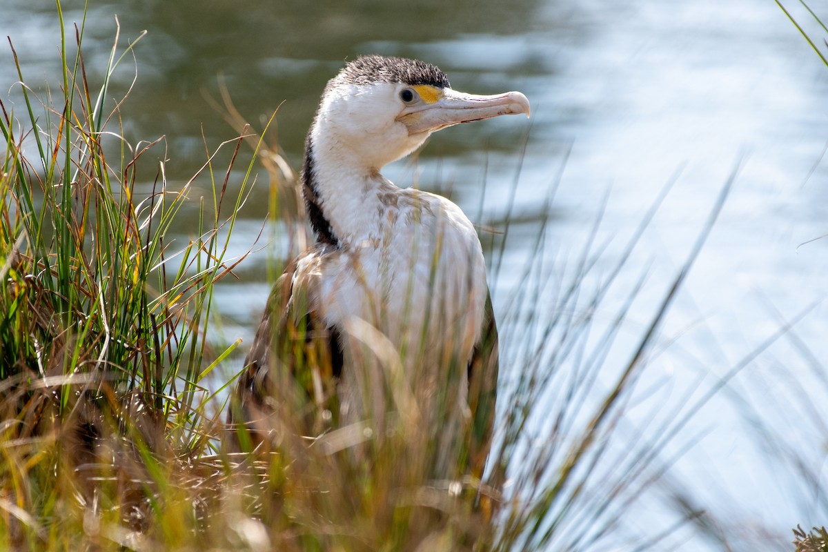 Pied Cormorant - ML642567055