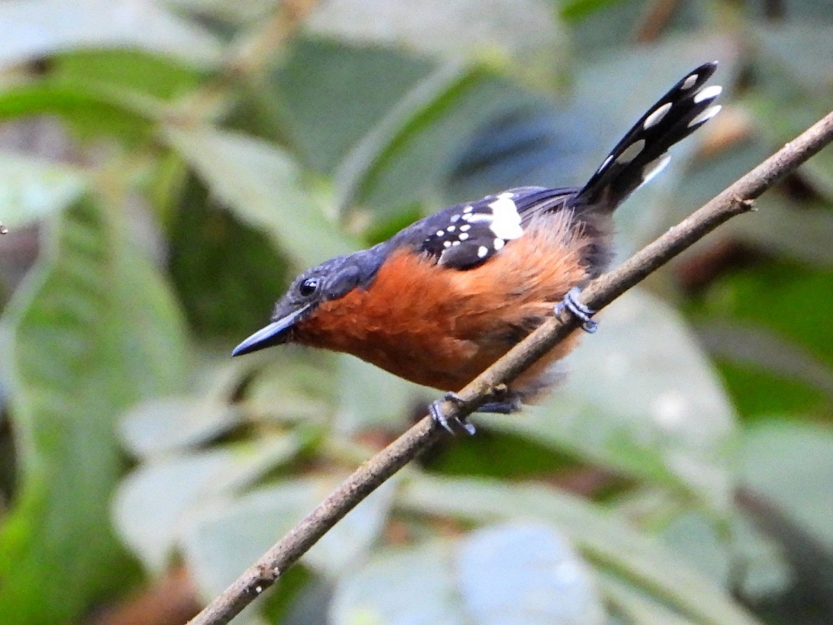 Dot-winged Antwren - ML642567065