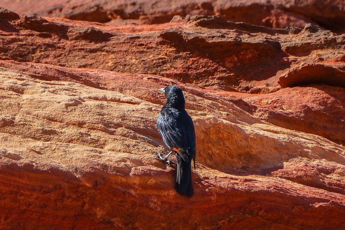 Tristram's Starling - ML642567087