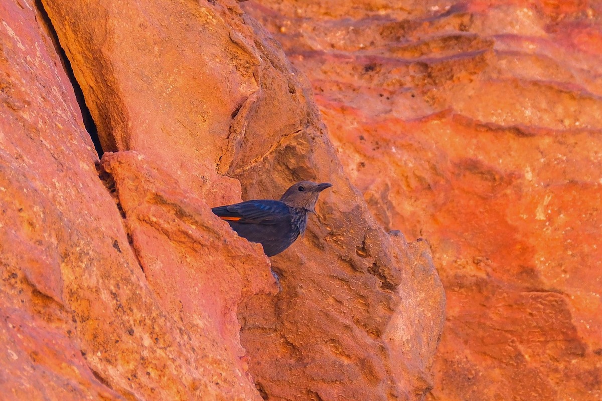 Tristram's Starling - ML642567088