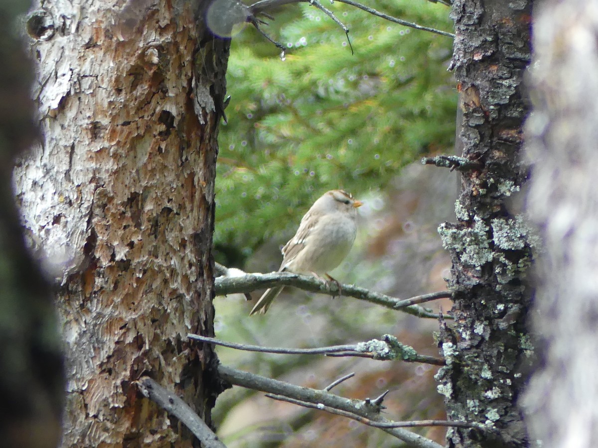 White-crowned Sparrow - ML642567135