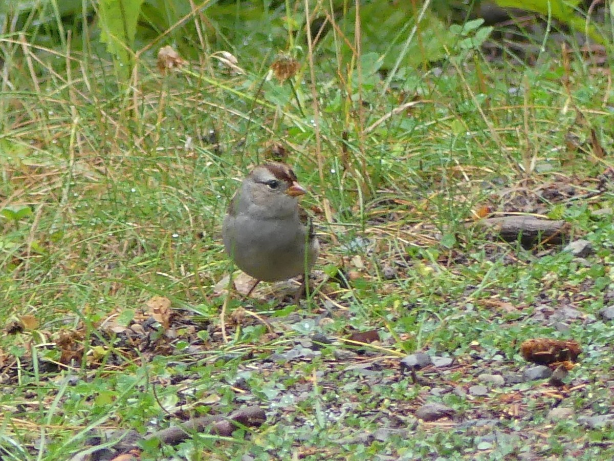White-crowned Sparrow - ML642567144