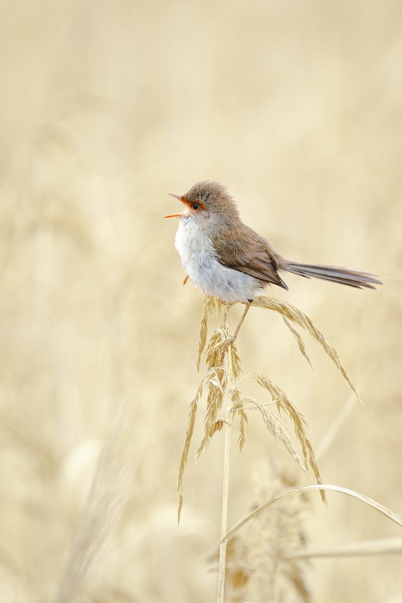 Superb Fairywren - ML642567159