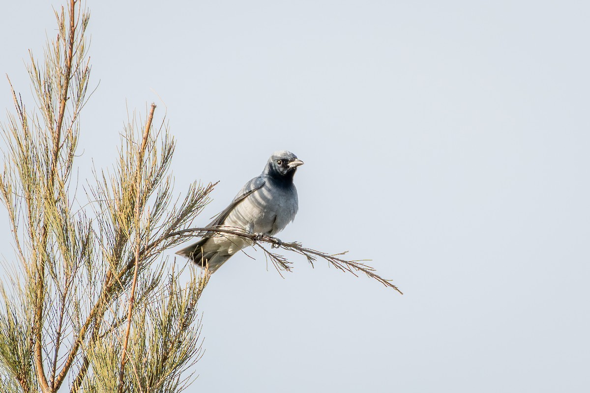 Black-faced Cuckooshrike - ML642567183
