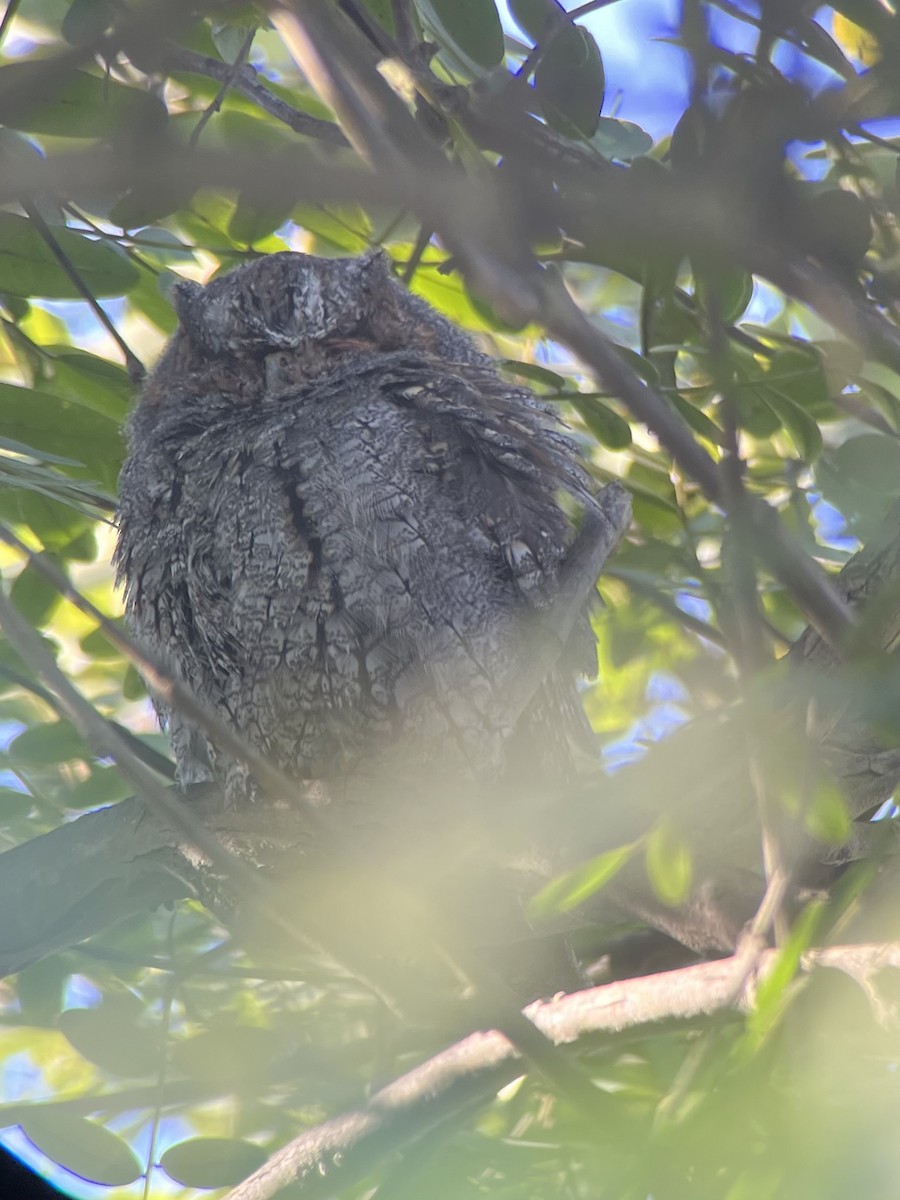 Flammulated Owl - ML642567185